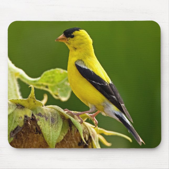 AmerikanguldFinch Musmatta (Framsidan)