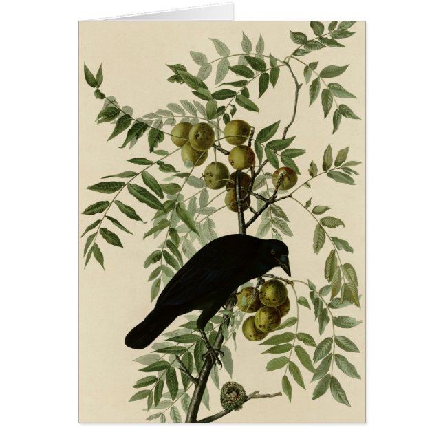 Amerikankråka Hälsningskort (Framsidan)