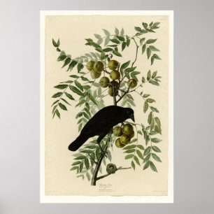 Amerikankråka Poster