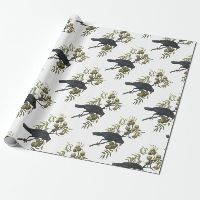 Amerikankråka vid Audubon Presentpapper (Utrullad)