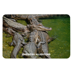 Amerikankrokodiler Magnet