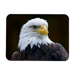 Amerikanörn Magnet