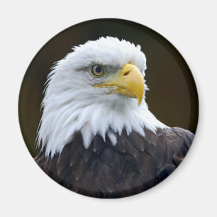 Amerikanörn Magnet