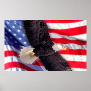 Amerikanörn med amerikanska flaggan poster