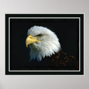 Amerikanörn Poster