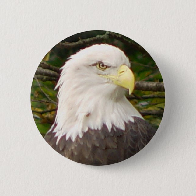 Amerikanörnen knäppas knapp (Framsida)