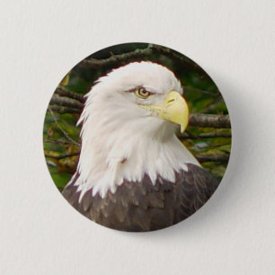 Amerikanörnen knäppas knapp