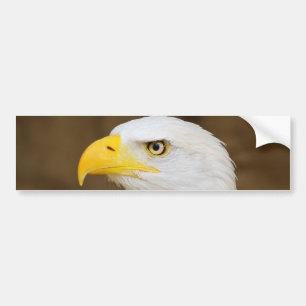 AmerikanörnHaliaeetus Leucocephalus Bildekal