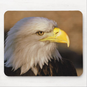 Amerikanörnmusen vadderar musmatta
