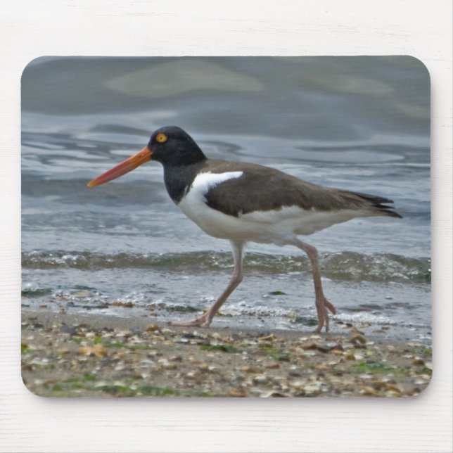 AmerikanOystercatcher Mousepad Musmatta (Framsidan)