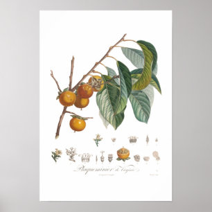 Amerikanpersimmon Poster