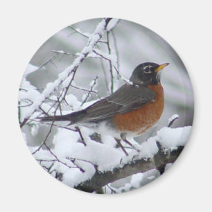 AmerikanRobin magnet