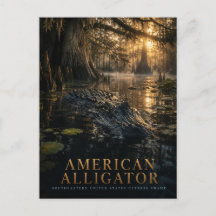 Amerikansk Alligator Cypress Sumpmark Djur