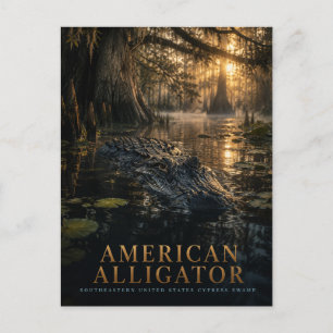 Amerikansk Alligator Cypress Sumpmark Djur Vykort