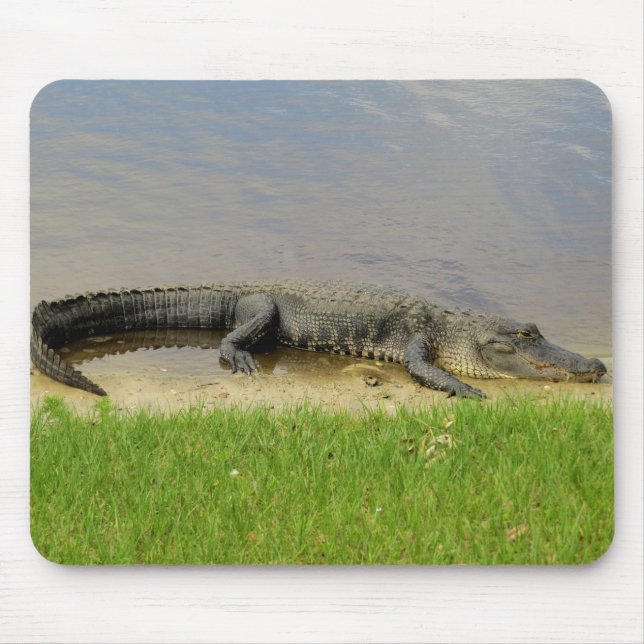 Amerikansk alligator - fin och tyst musmatta (Framsidan)