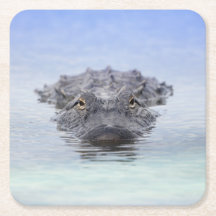 Amerikansk alligator – Lake Apopka Wildlife Drive