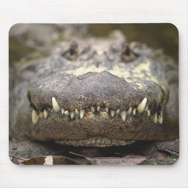 Amerikansk alligator musmatta (Framsidan)