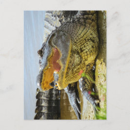 Amerikansk alligator Öga mot öga Vykort