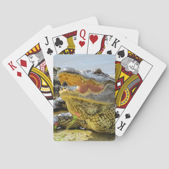 Amerikansk alligator porträtt - Ansikte till ansik Spelkort (Baksidan)