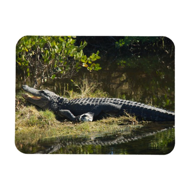 Amerikansk alligator solbadar Florida vilda djur  Magnet (Horisontell)