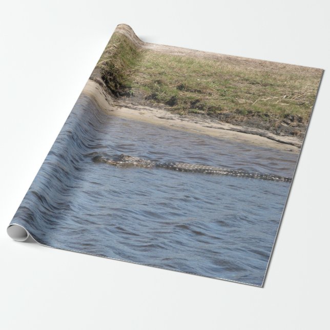 Amerikansk alligator som simmar i en träskflod presentpapper (Utrullad)