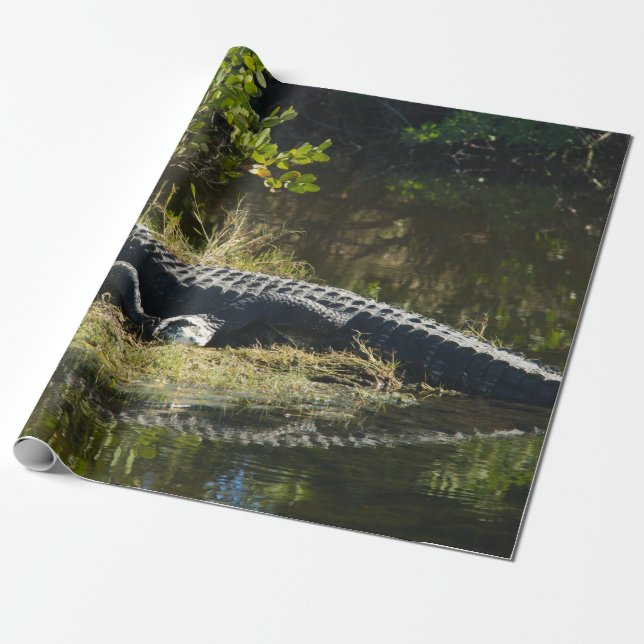 Amerikansk Alligator Vila Våtmark Natur Foto Presentpapper (Utrullad)