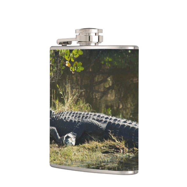 Amerikansk alligator vilar längs en våtmark i Flor Fickplunta (Vänster)