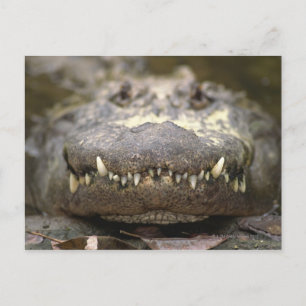 Amerikansk alligator vykort