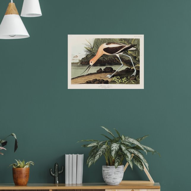 Amerikansk Avocet från Birds of America, Poster (Vardagsrum 1)