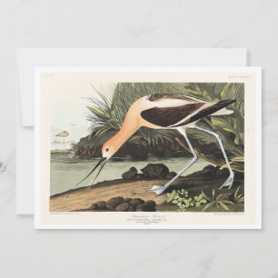 Amerikansk Avocet från Birds of America, Tack Kort