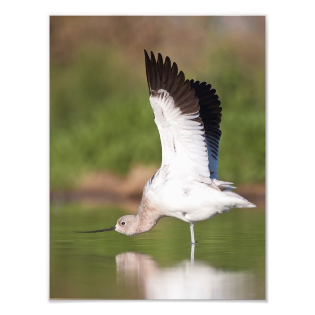 Amerikansk Avocet-sträcka Fototryck (Framsidan)