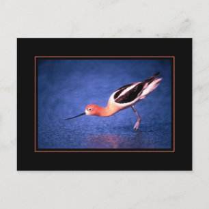 Amerikansk Avocet vykort