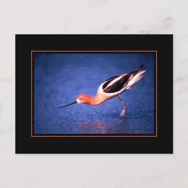 Amerikansk Avocet vykort (Framsida)