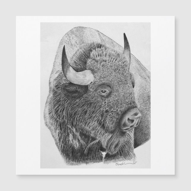 Amerikansk bison (Framsida)