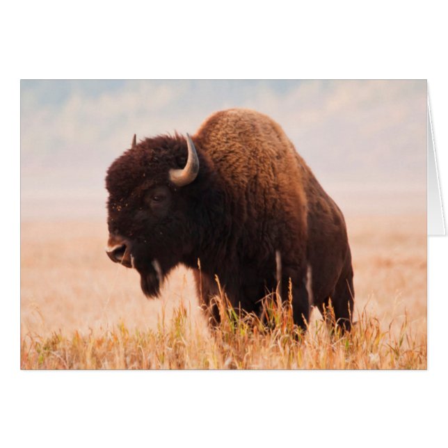 Amerikansk Bison (Bison Bison) Flock I Teton 2 Hälsningskort (Framsidan Horizontal)