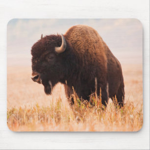 Amerikansk Bison (Bison Bison) Flock i Teton 2 Musmatta