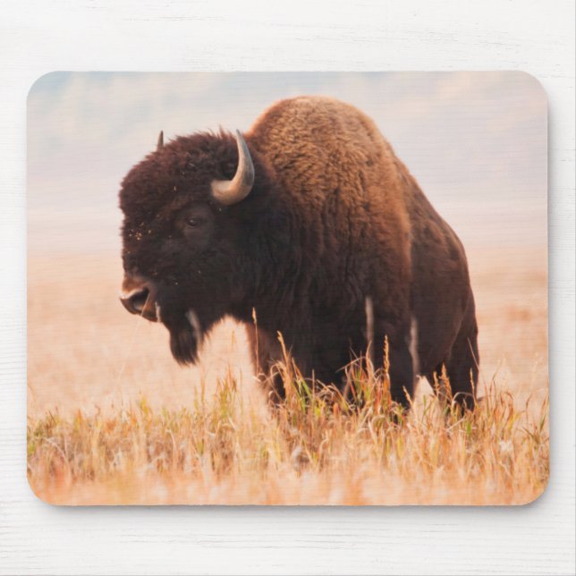 Amerikansk Bison (Bison Bison) Flock i Teton 2 Musmatta (Framsidan)