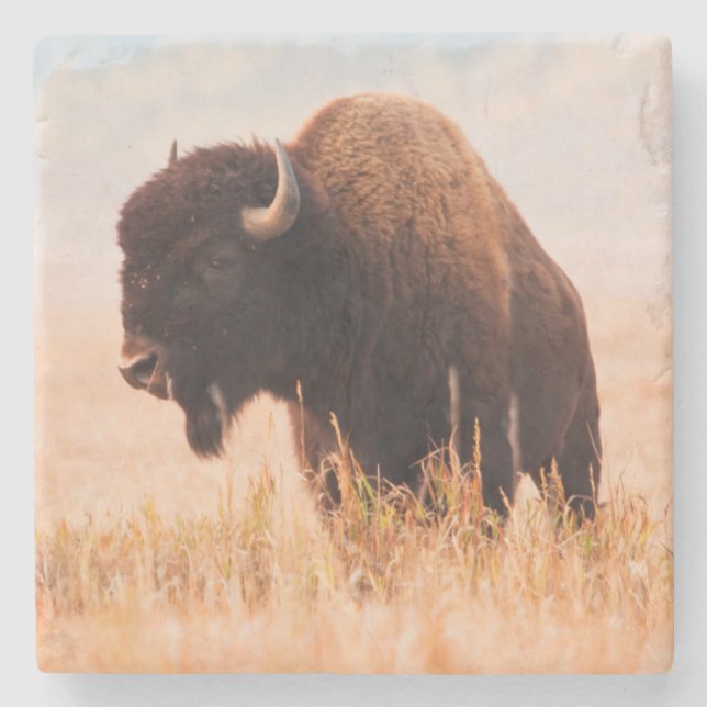 Amerikansk Bison (Bison Bison) Flock i Teton 2 Stenunderlägg (Framsidan)