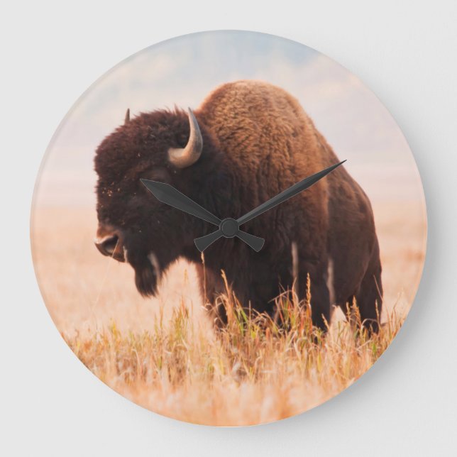 Amerikansk Bison (Bison Bison) Flock I Teton 2 Stor Klocka (Framsida)