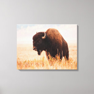 Amerikansk Bison (Bison Bison) Hjord I Teton 2 Canvastryck