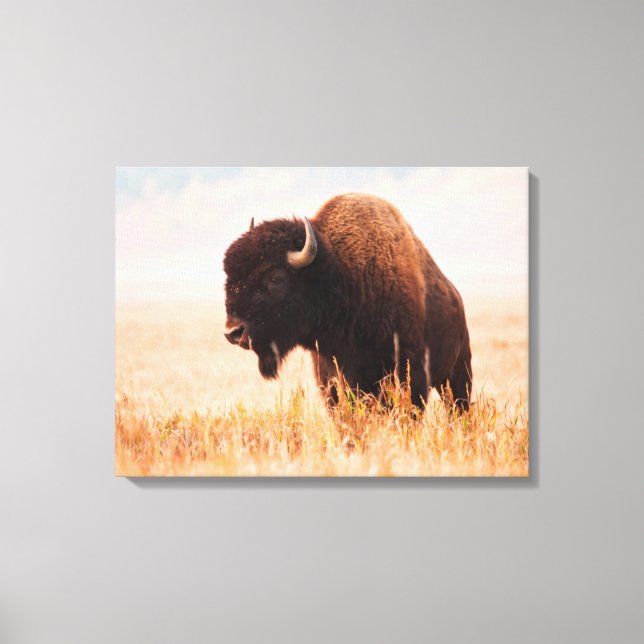 Amerikansk Bison (Bison Bison) Hjord I Teton 2 Canvastryck (Framsida)