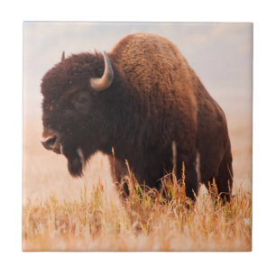 Amerikansk Bison (Bison Bison) Hjord I Teton 2 Kakelplatta