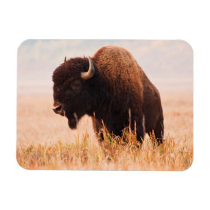 Amerikansk Bison (Bison Bison) Hjord I Teton 2 Magnet