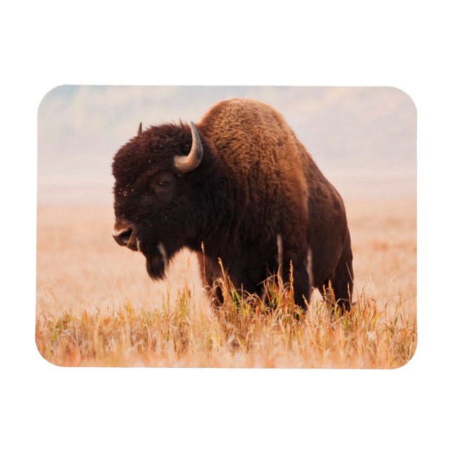 Amerikansk Bison (Bison Bison) Hjord I Teton 2 Magnet (Horisontell)