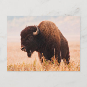 Amerikansk Bison (Bison Bison) Hjord I Teton 2 Vykort