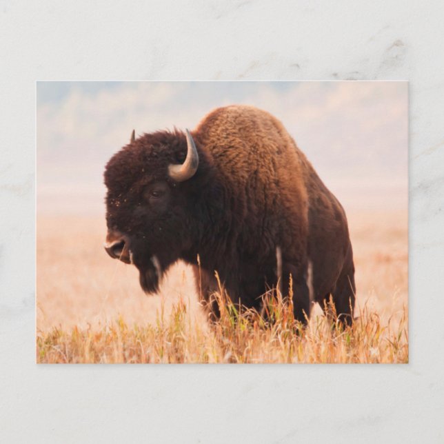 Amerikansk Bison (Bison Bison) Hjord I Teton 2 Vykort (Framsida)