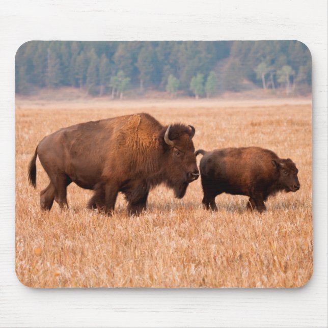 Amerikansk Bison (Bison Bison) Ko Och Kalv Musmatta (Framsidan)