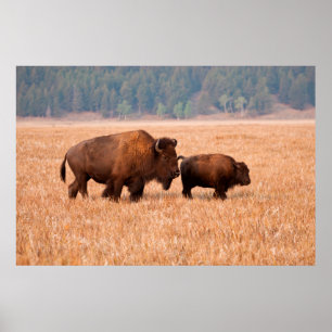Amerikansk bison (Bison bison) ko och kalv Poster