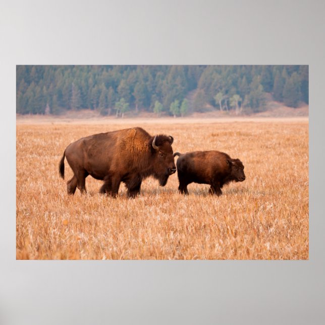 Amerikansk bison (Bison bison) ko och kalv Poster (Framsidan)