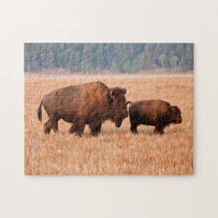Amerikansk bison (Bison bison) ko och kalv Pussel